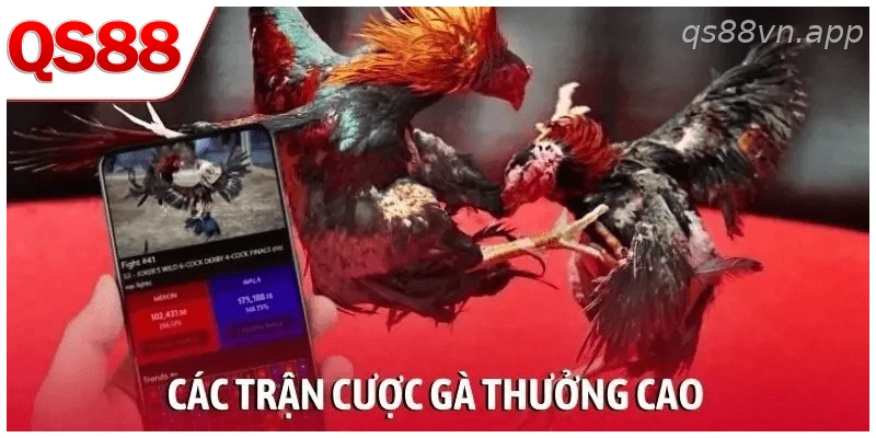 Các trận đá gà trực tiếp và lựa chọn cược tại QS88