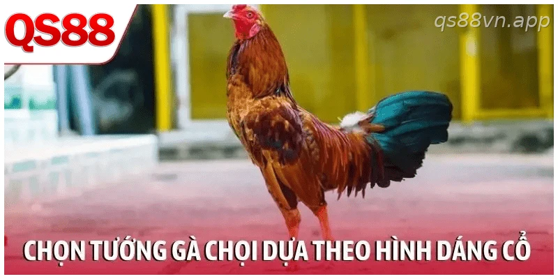 Chọn tướng gà chọi chiến dựa theo hình dáng cổ