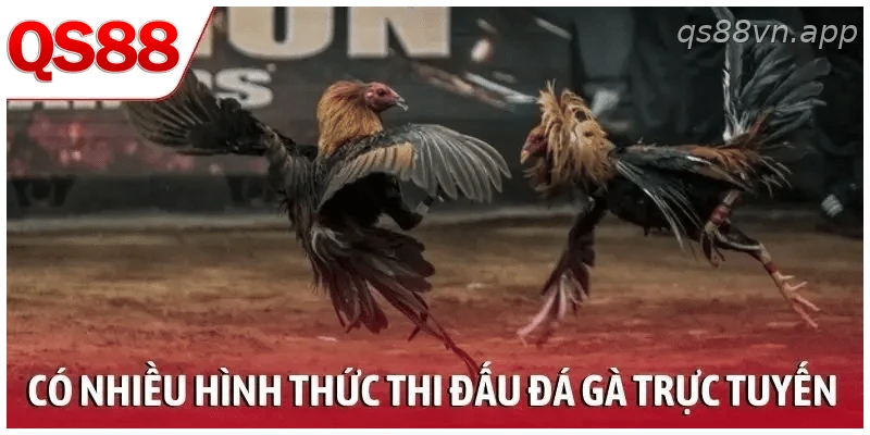 Có nhiều hình thức thi đấu trong đá gà trực tuyến
