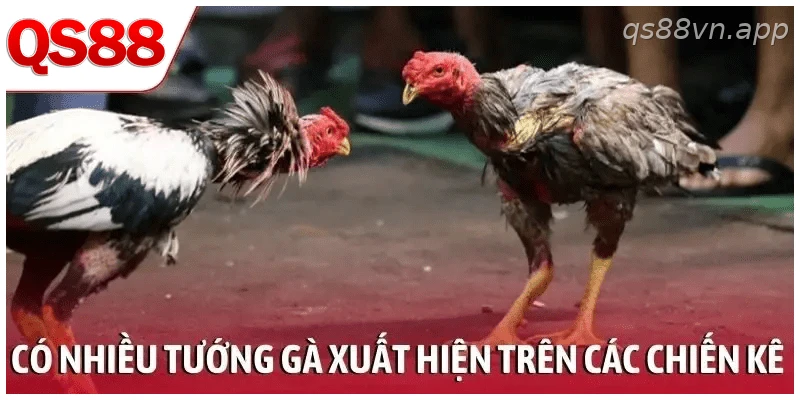 Có nhiều tướng gà xuất hiện trên các chiến kê mạnh