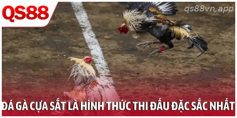 Đá gà cựa sắt là hình thức thi đấu đặc sắc nhất
