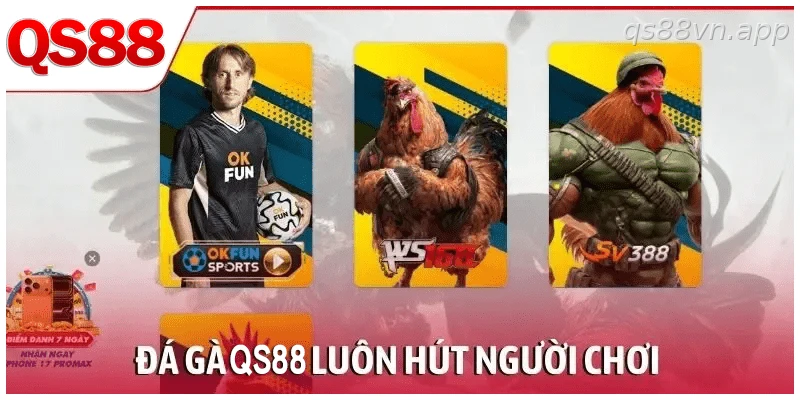 Sảnh đá gà trực tiếp QS88 và các trận đấu được cập nhật liên tục