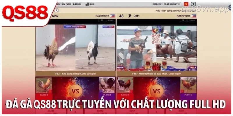 Xem đá gà QS88 trực tuyến với chất lượng full HD