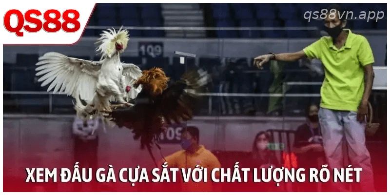 Xem đấu gà cựa sắt với chất lượng hình ảnh rõ nét